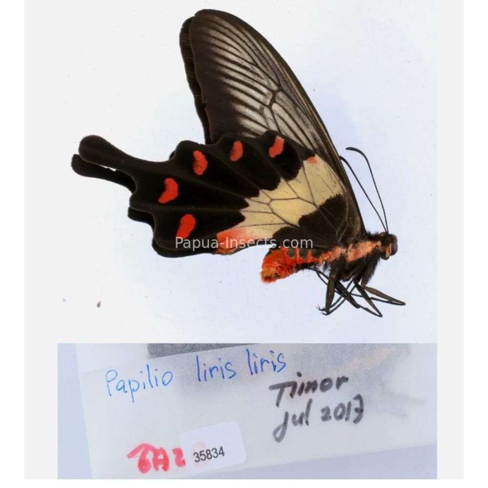 Pachliopta sp. Papilionidae from different islads of Indonesia