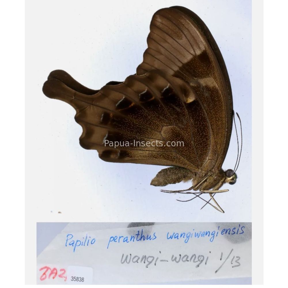 Papilio sp. Papilionidae from different islads of Indonesia