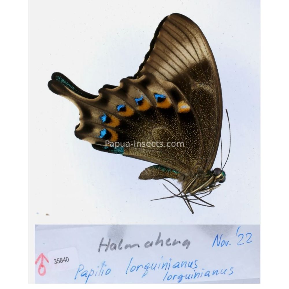 Papilio sp. Papilionidae from different islads of Indonesia