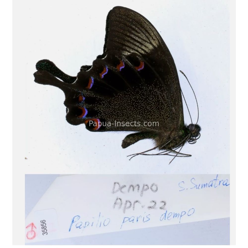 Papilio sp. Papilionidae from different islads of Indonesia