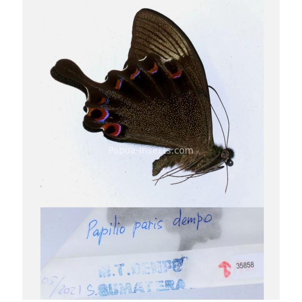 Papilio sp. Papilionidae from different islads of Indonesia