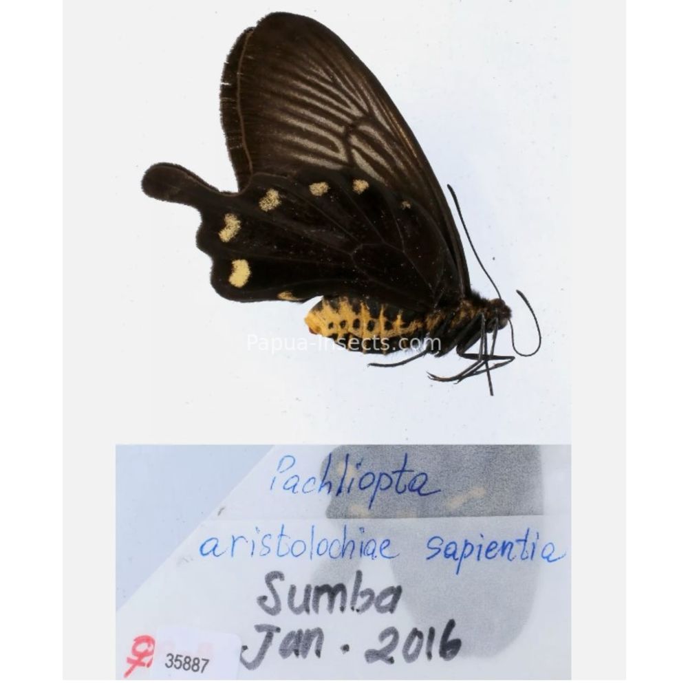 Pachliopta sp. Papilionidae from different islads of Indonesia