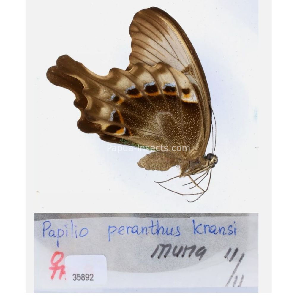 Papilio sp. Papilionidae from different islads of Indonesia