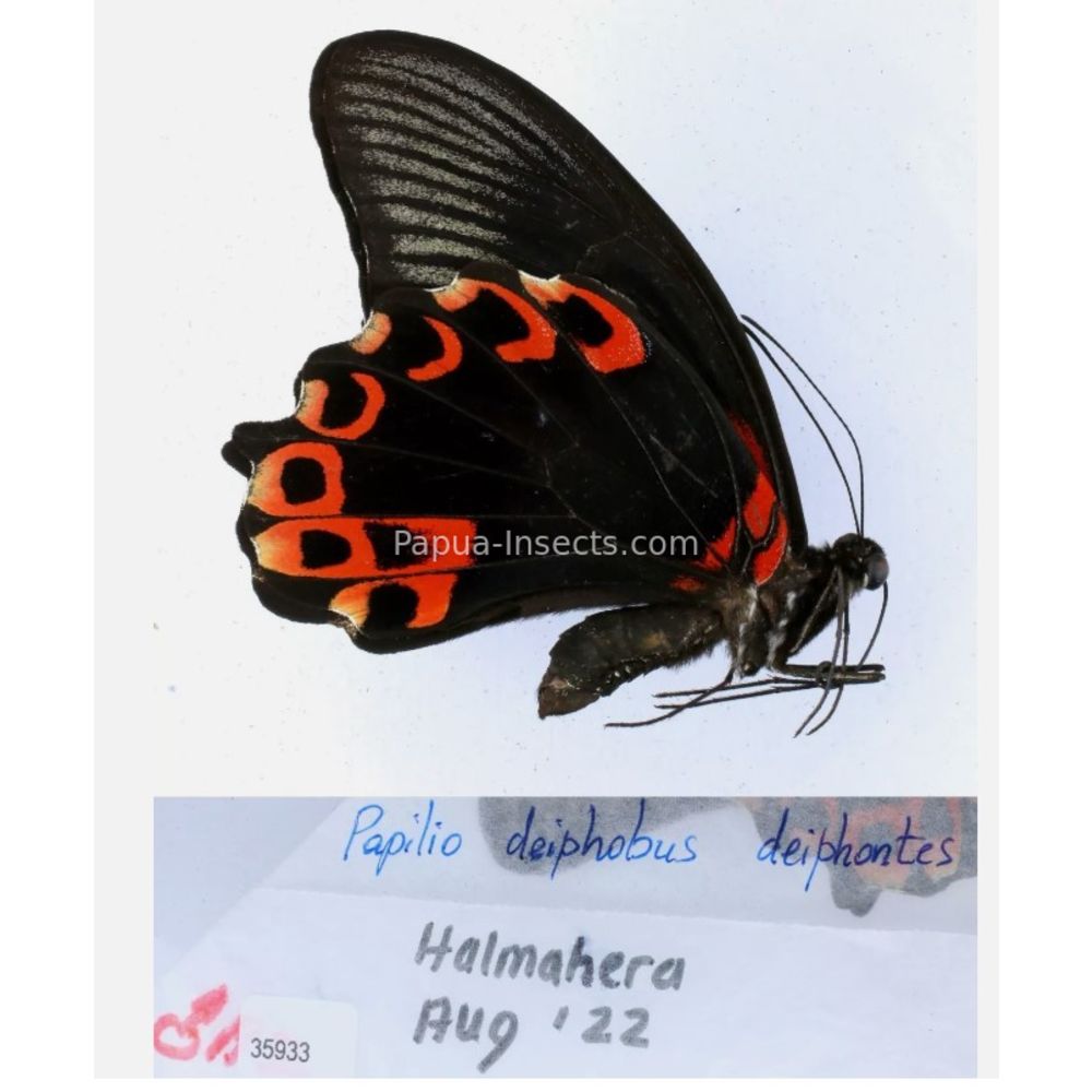 Papilio sp. Papilionidae from different islads of Indonesia