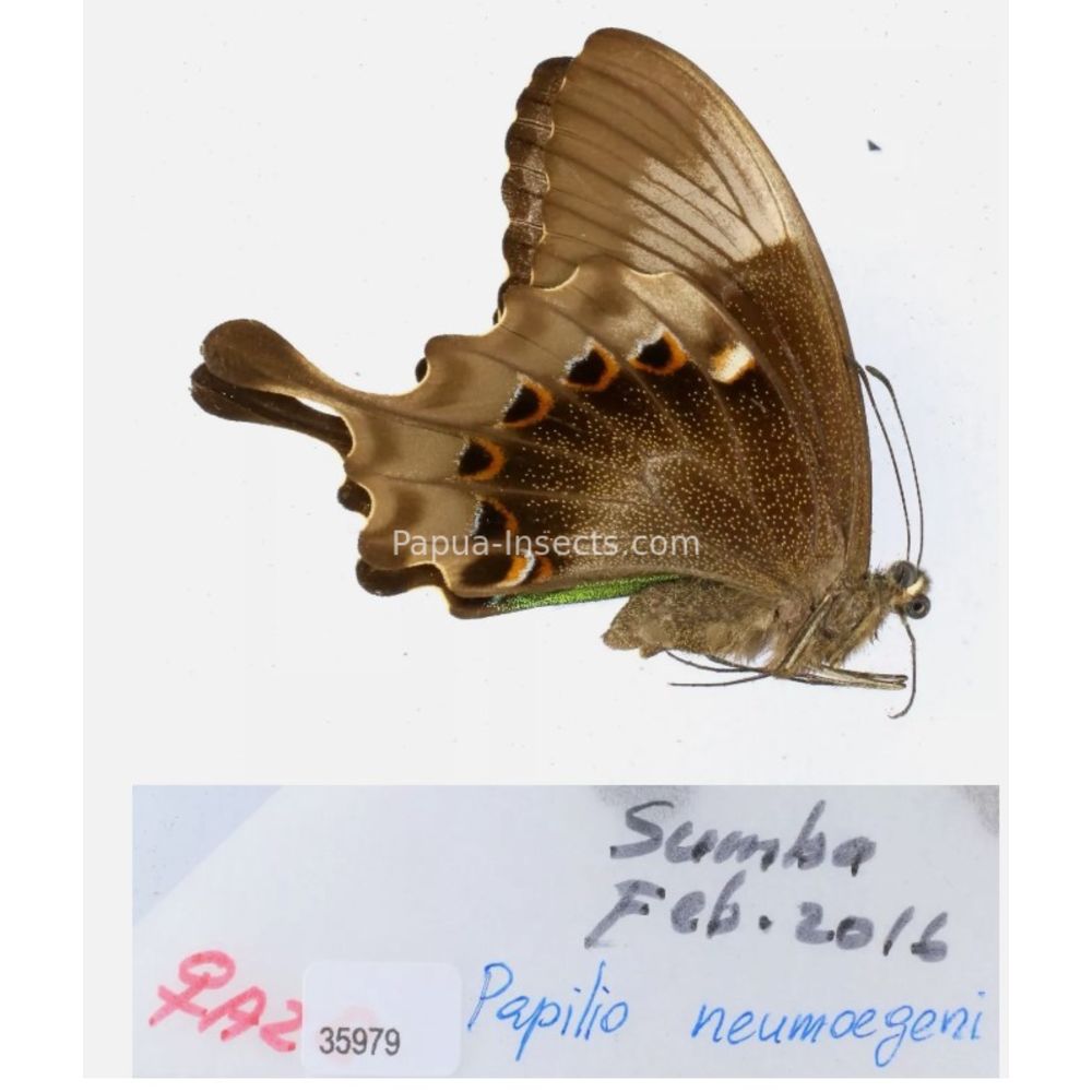 Papilio sp. Papilionidae from different islads of Indonesia