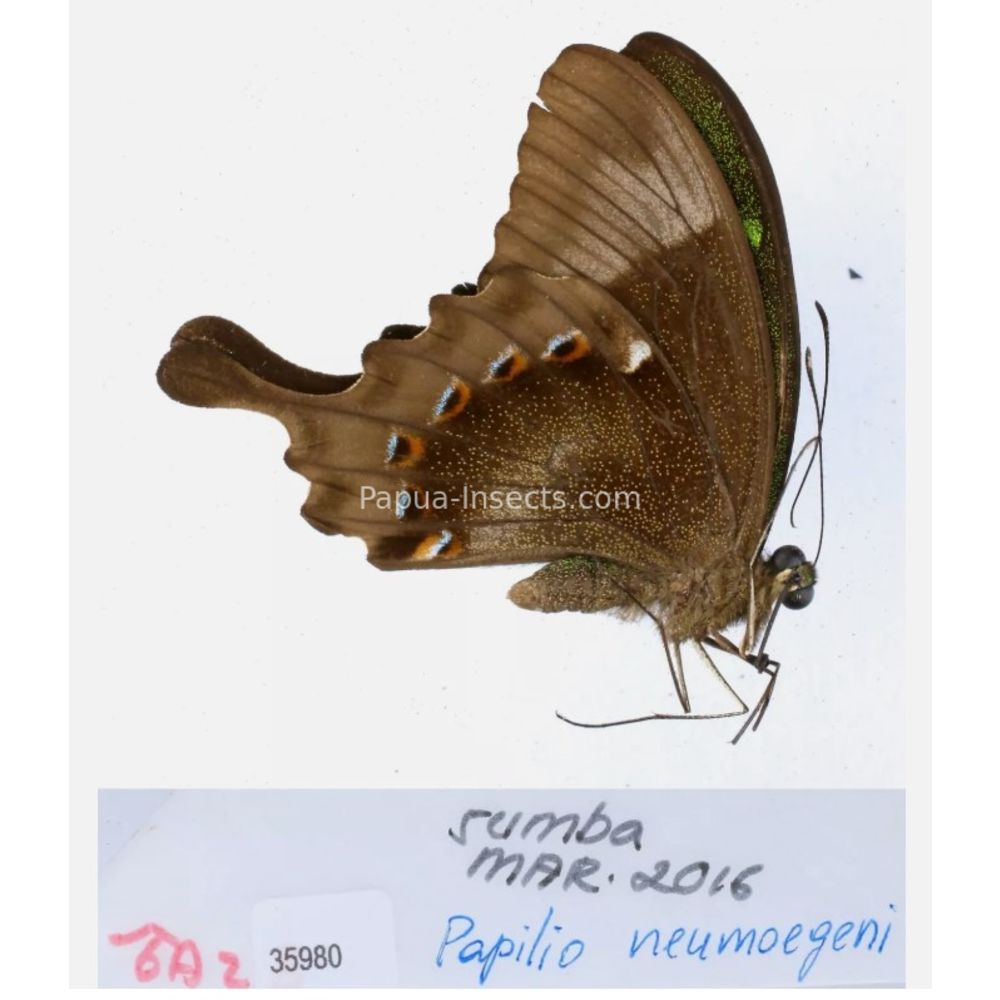 Papilio sp. Papilionidae from different islads of Indonesia