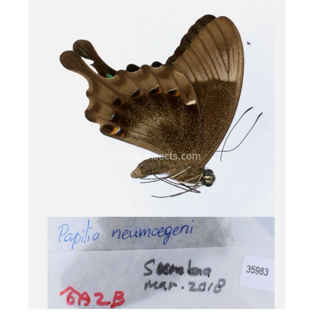 Papilio sp. Papilionidae from different islads of Indonesia