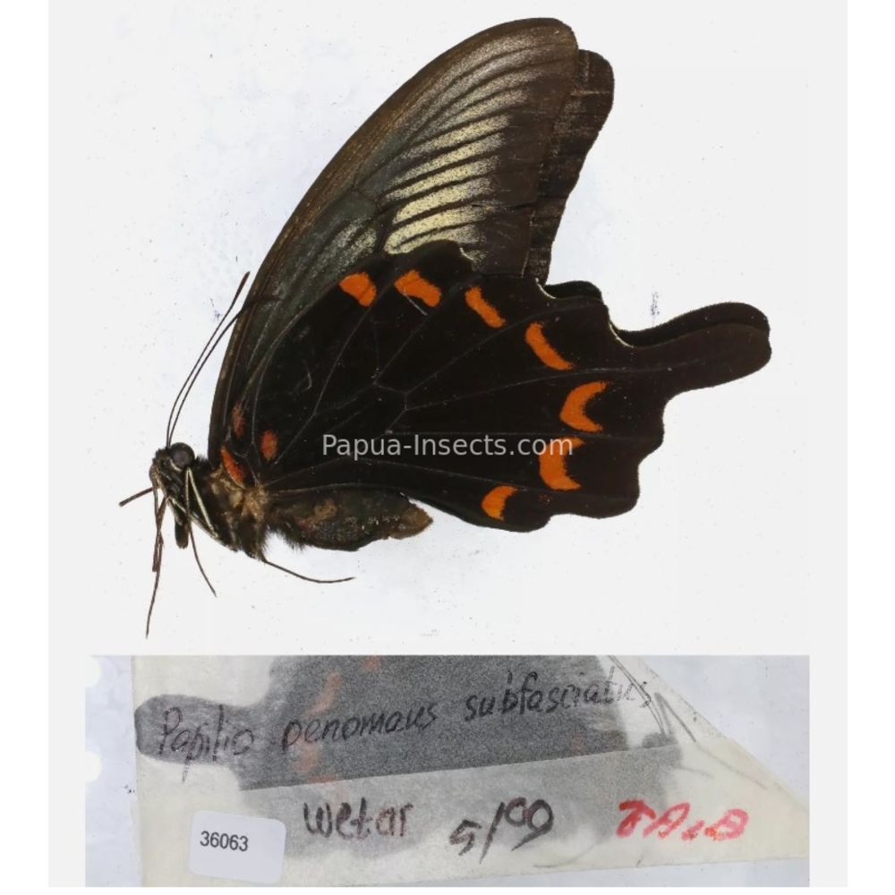 Papilio sp. Papilionidae from different islads of Indonesia