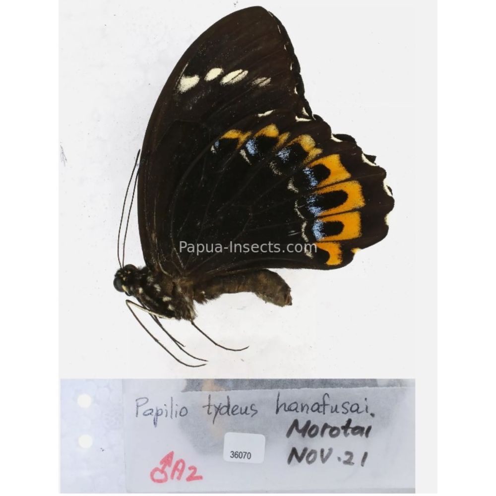 Papilio sp. Papilionidae from different islads of Indonesia