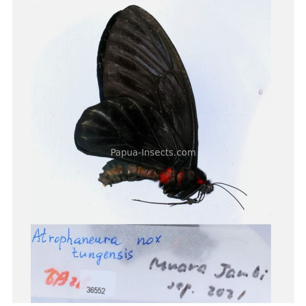 Atrophaneura sp. Papilionidae from different islads of Indonesia