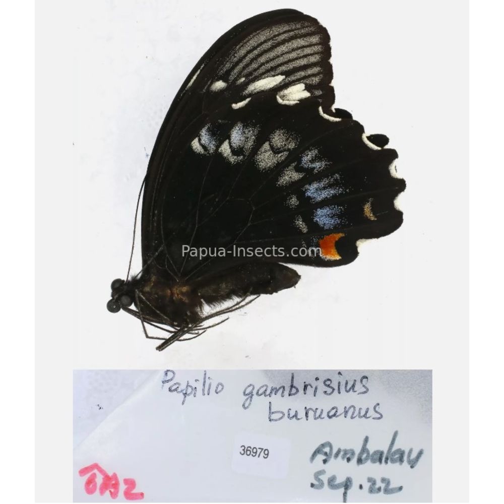 Papilio sp. Papilionidae from different islads of Indonesia