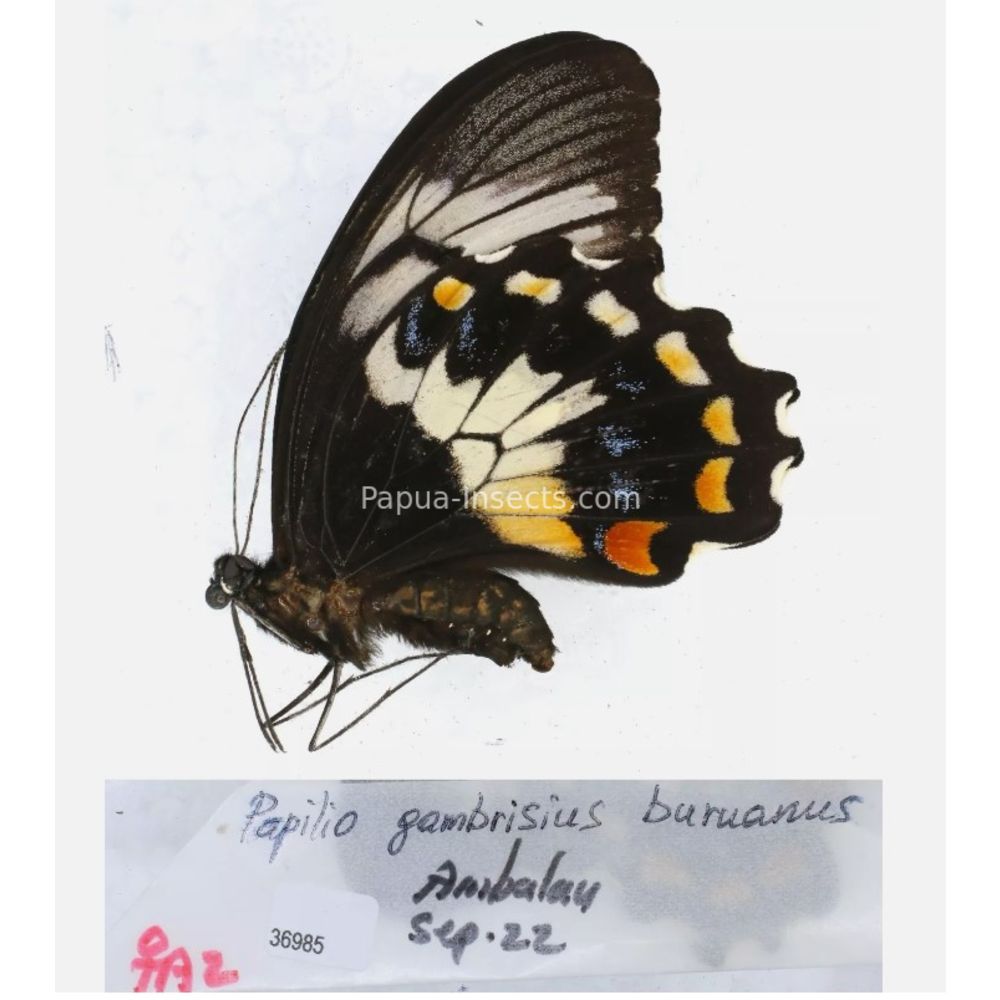 Papilio sp. Papilionidae from different islads of Indonesia