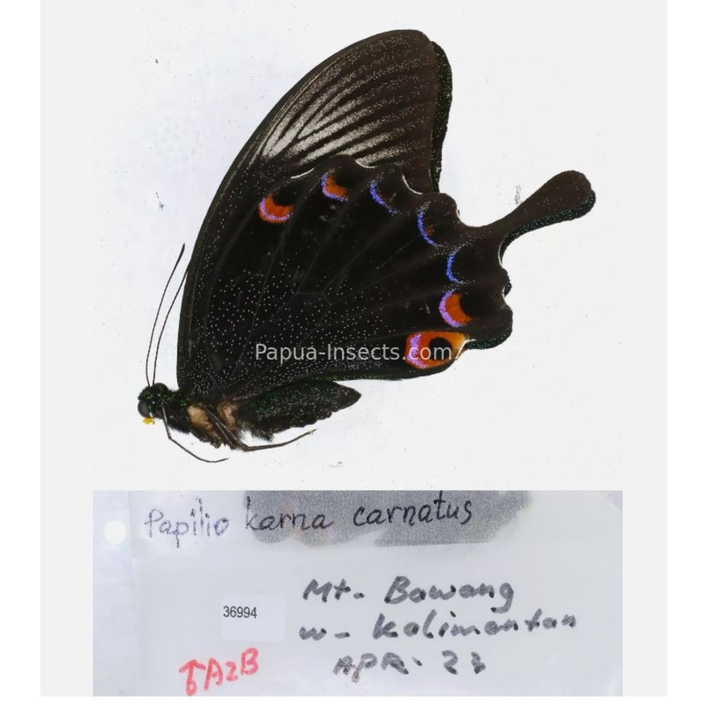 Papilio sp. Papilionidae from different islads of Indonesia