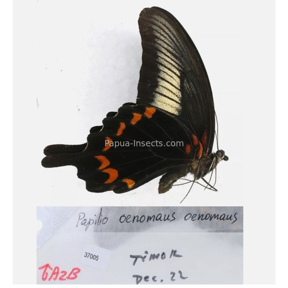 Papilio sp. Papilionidae from different islads of Indonesia