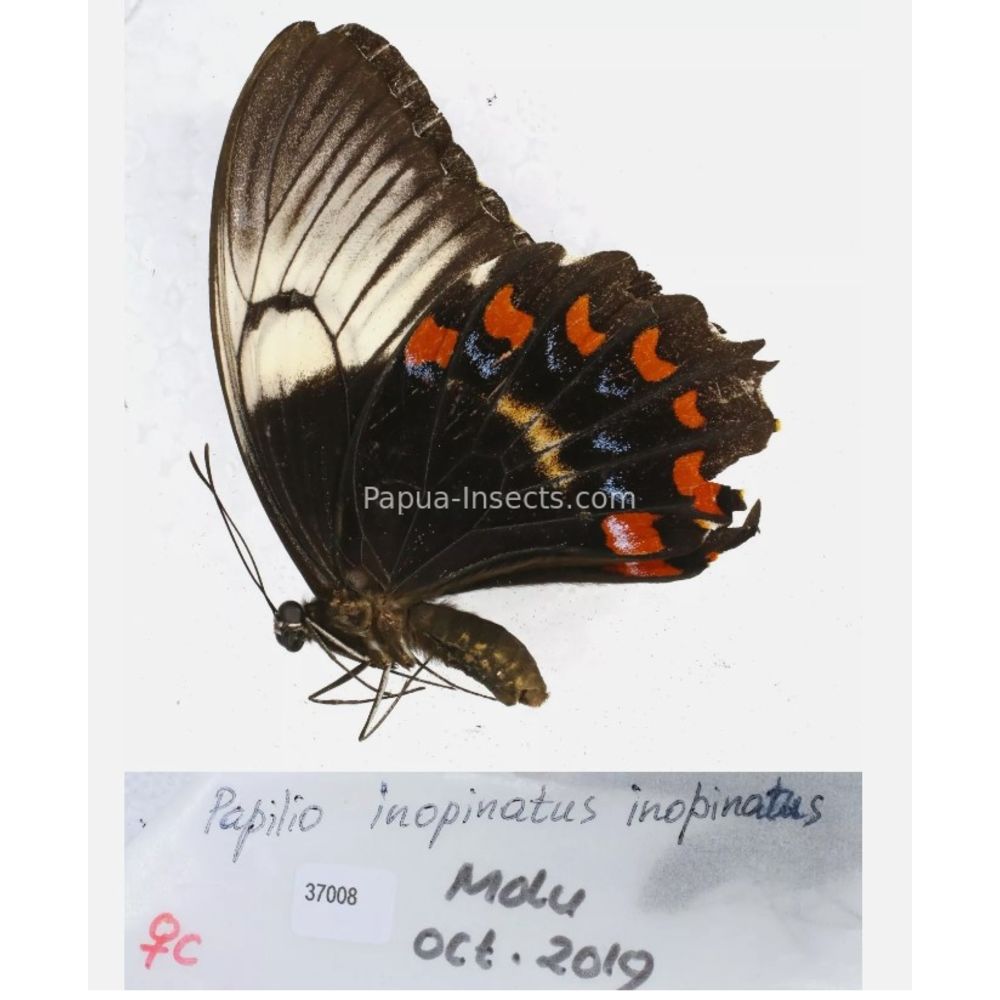 Papilio sp. Papilionidae from different islads of Indonesia