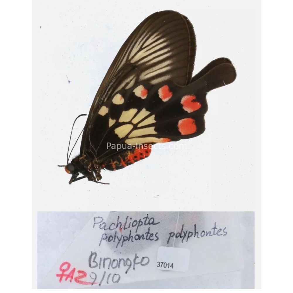 Pachliopta sp. Papilionidae from different islads of Indonesia