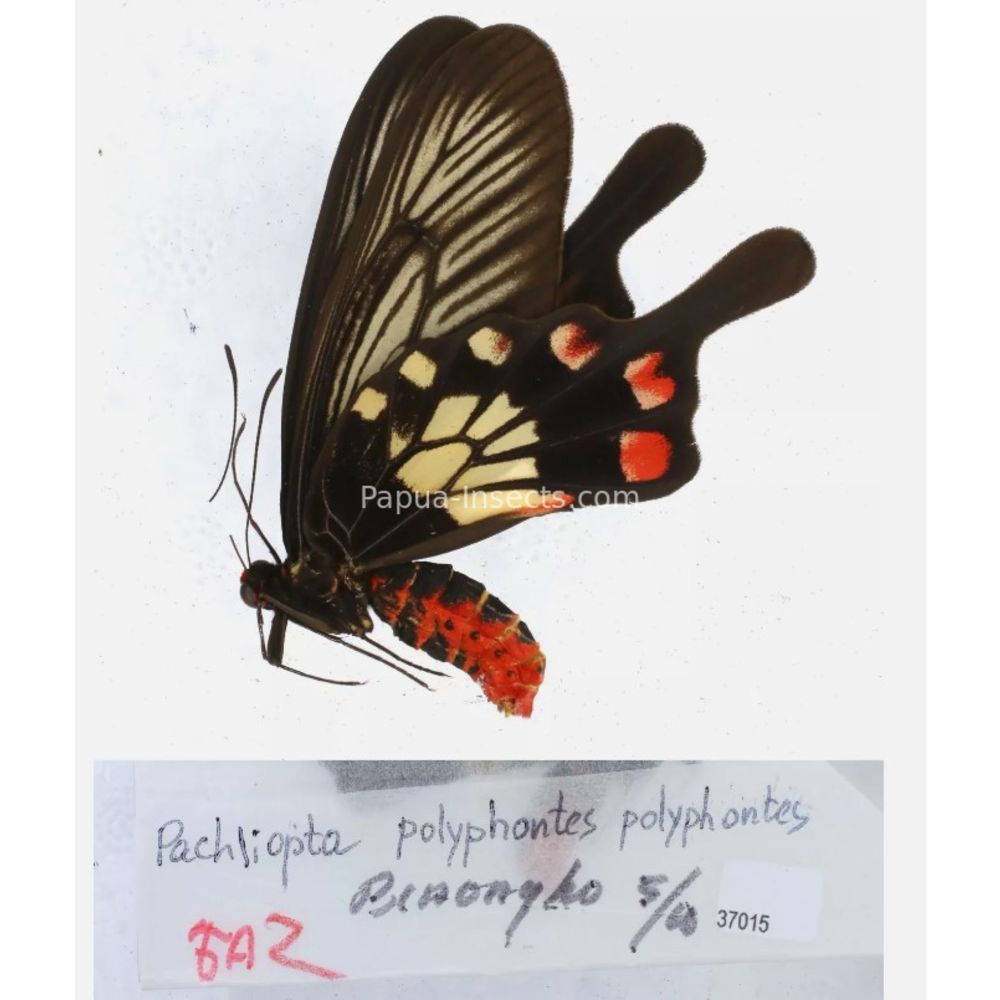 Pachliopta sp. Papilionidae from different islads of Indonesia