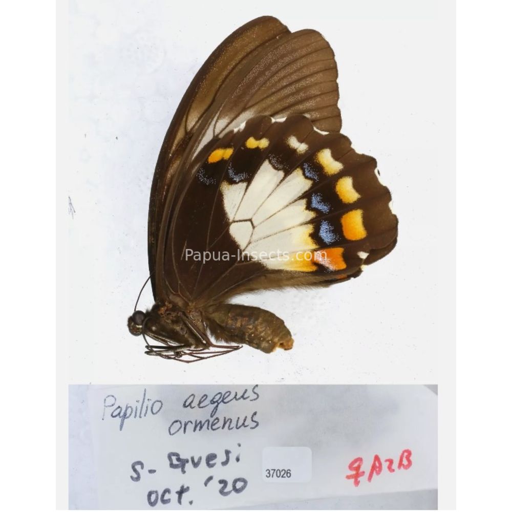 Papilio sp. Papilionidae from different islads of Indonesia