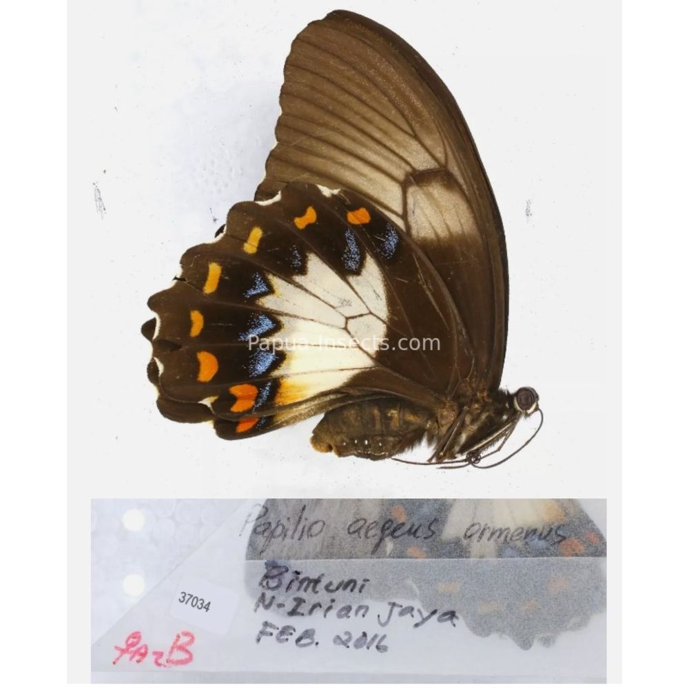 Papilio sp. Papilionidae from different islads of Indonesia