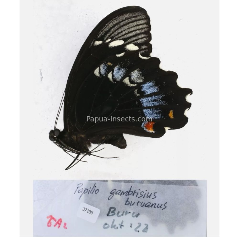 Papilio sp. Papilionidae from different islads of Indonesia