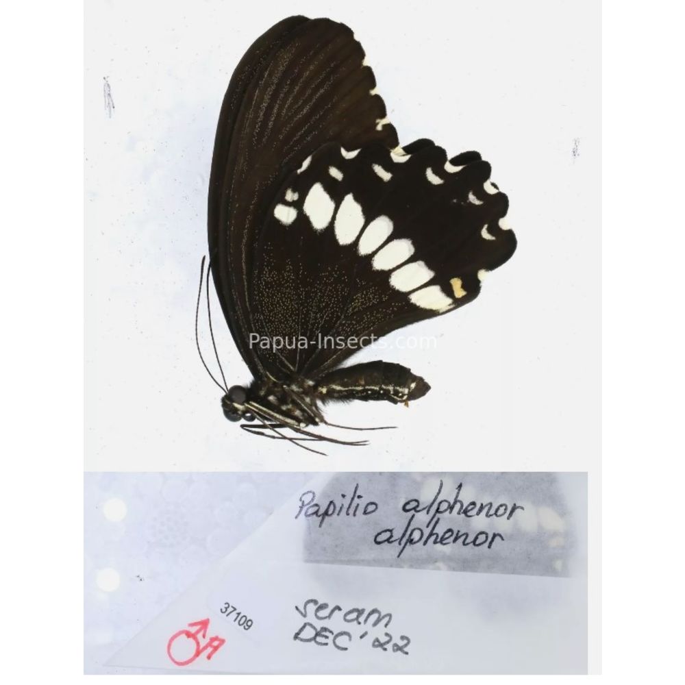 Papilio sp. Papilionidae from different islads of Indonesia