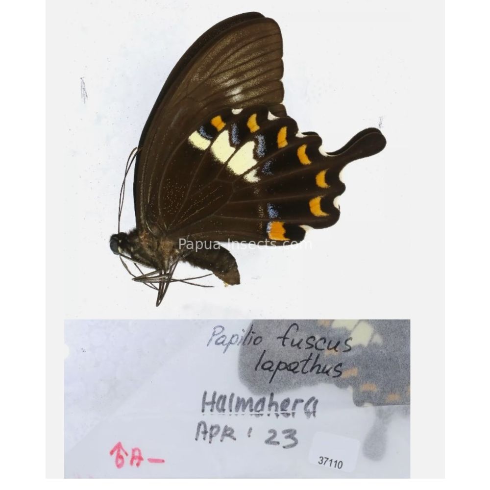 Papilio sp. Papilionidae from different islads of Indonesia