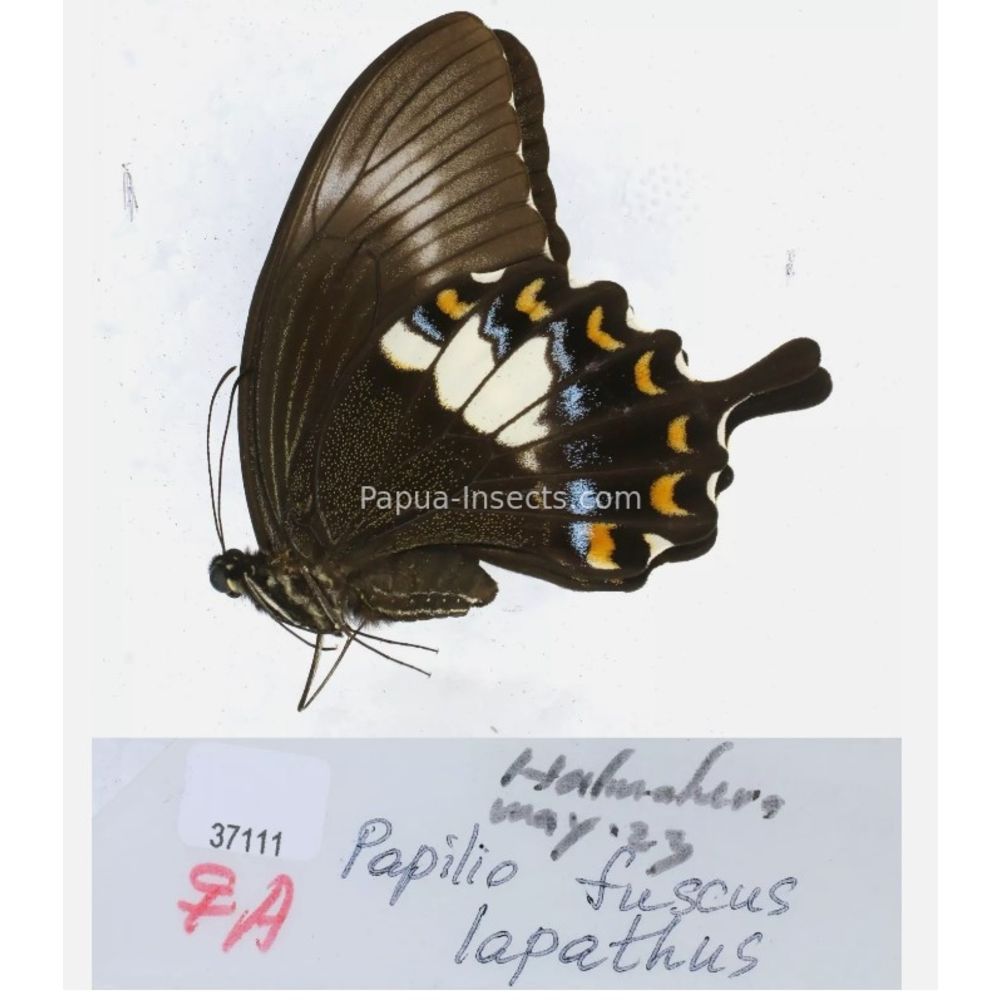 Papilio sp. Papilionidae from different islads of Indonesia