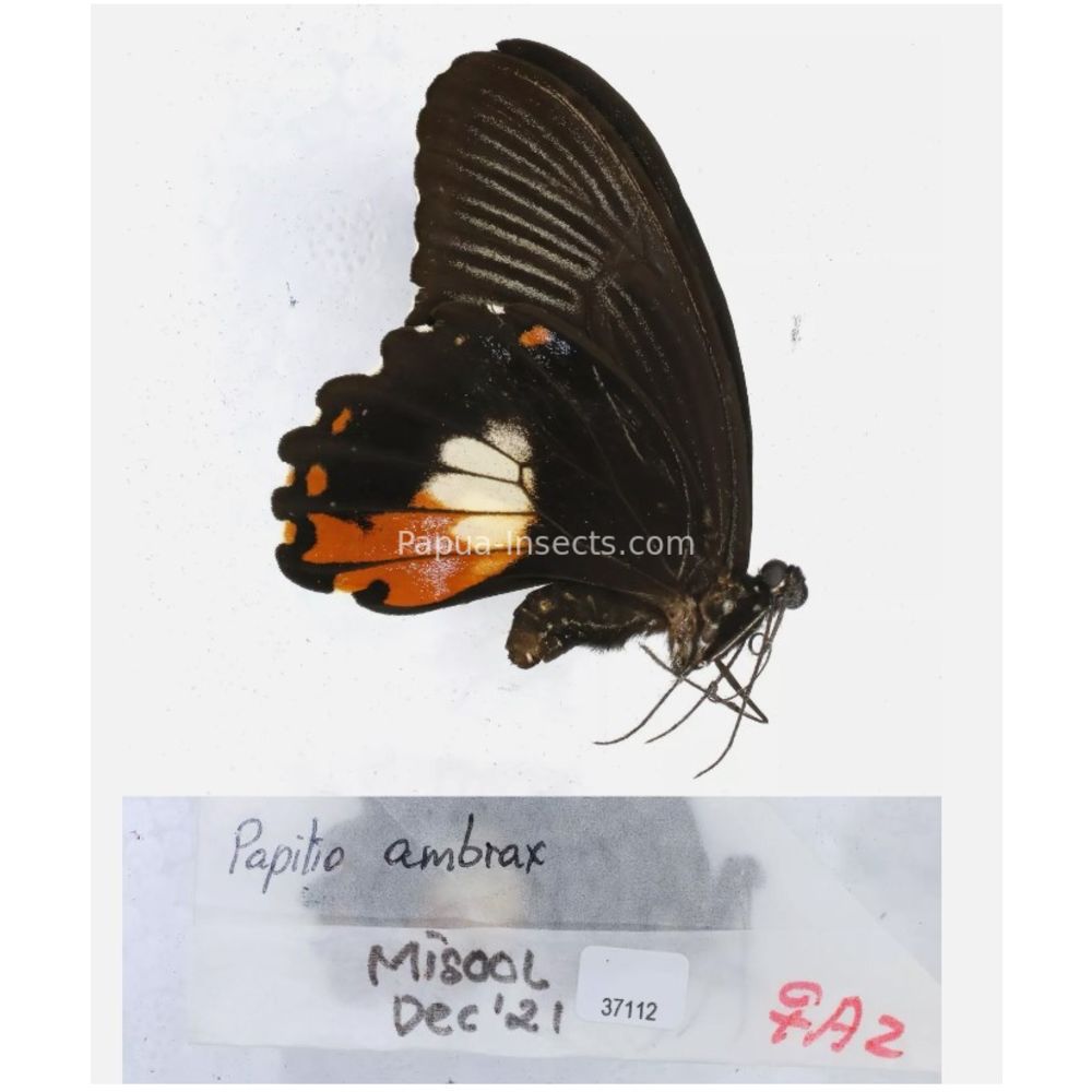 Papilio sp. Papilionidae from different islads of Indonesia