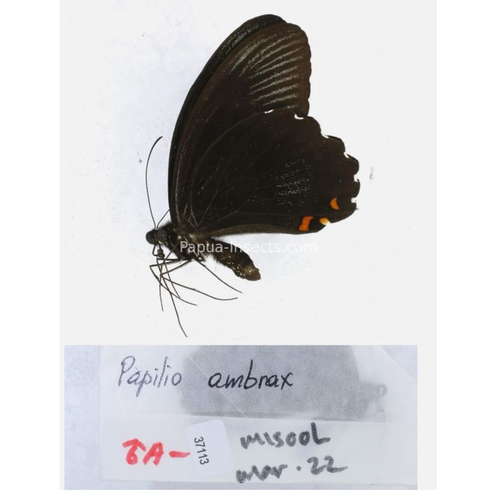 Papilio sp. Papilionidae from different islads of Indonesia