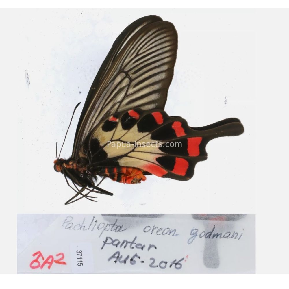 Papilio sp. Papilionidae from different islads of Indonesia