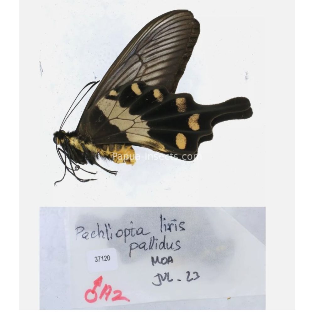 Pachliopta sp. Papilionidae from different islads of Indonesia