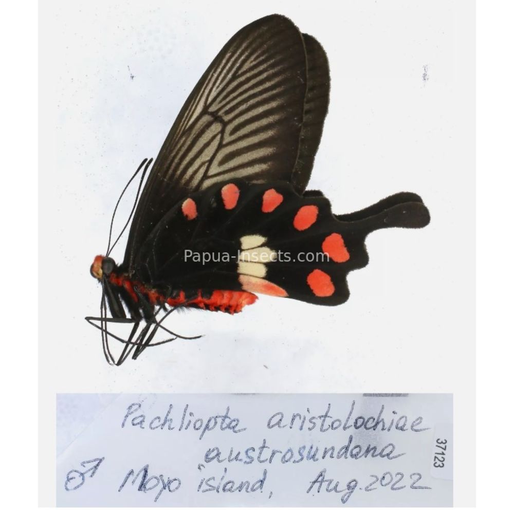 Pachliopta sp. Papilionidae from different islads of Indonesia