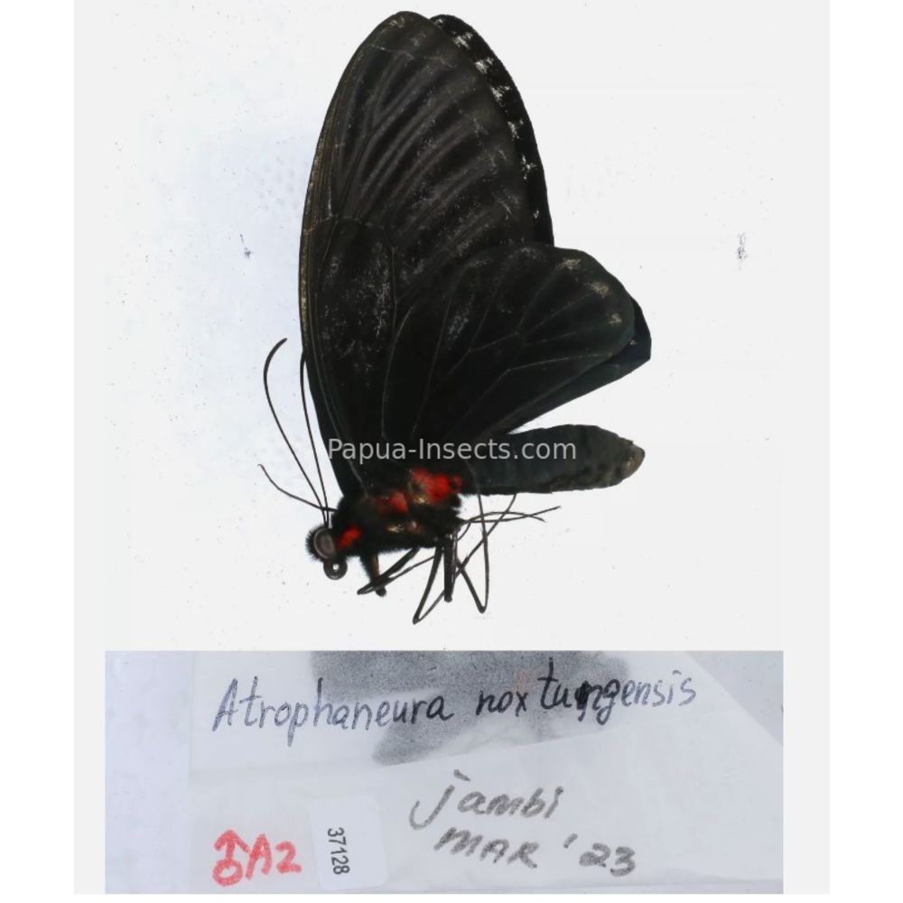 Atrophaneura sp. Papilionidae from different islads of Indonesia