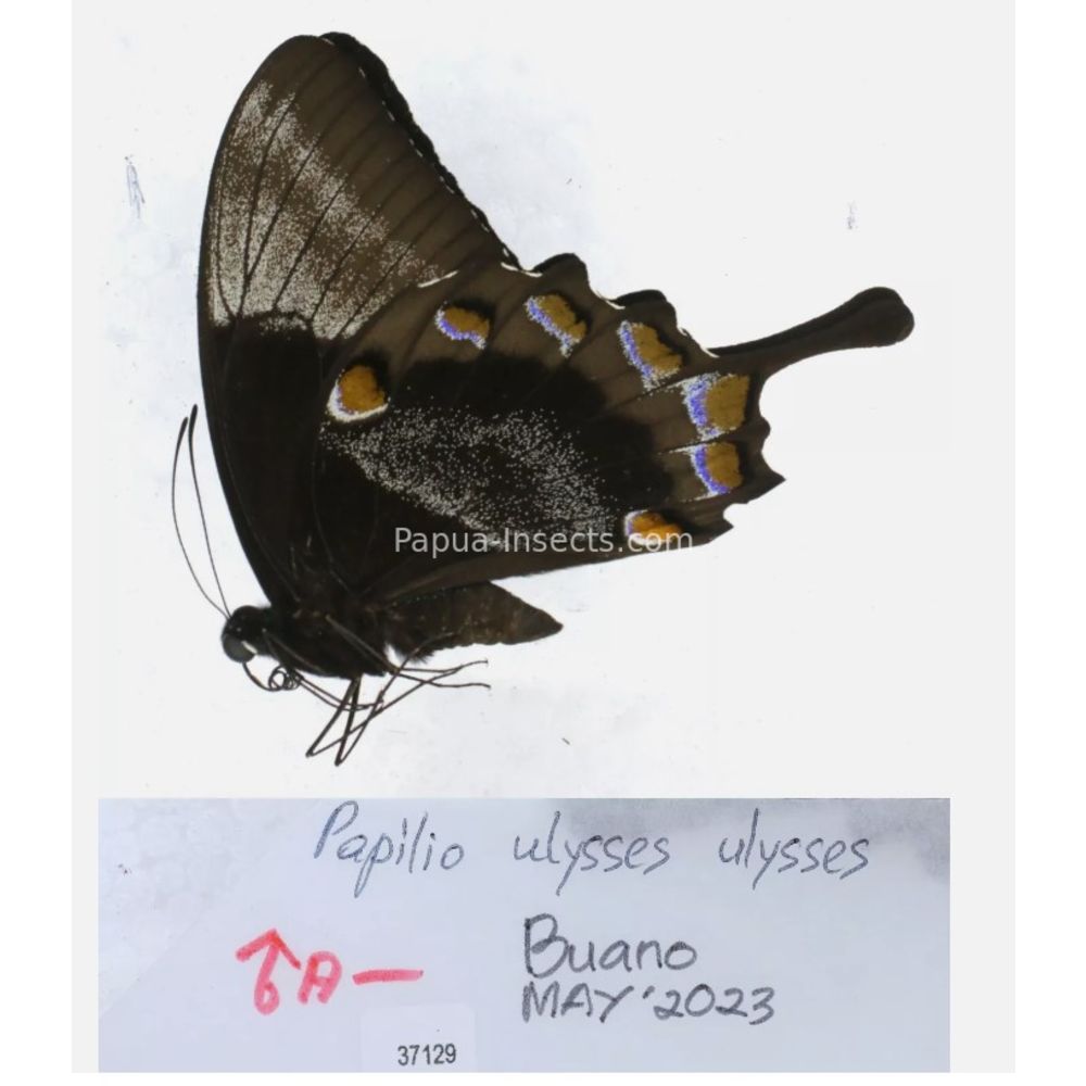 Papilio sp. Papilionidae from different islads of Indonesia