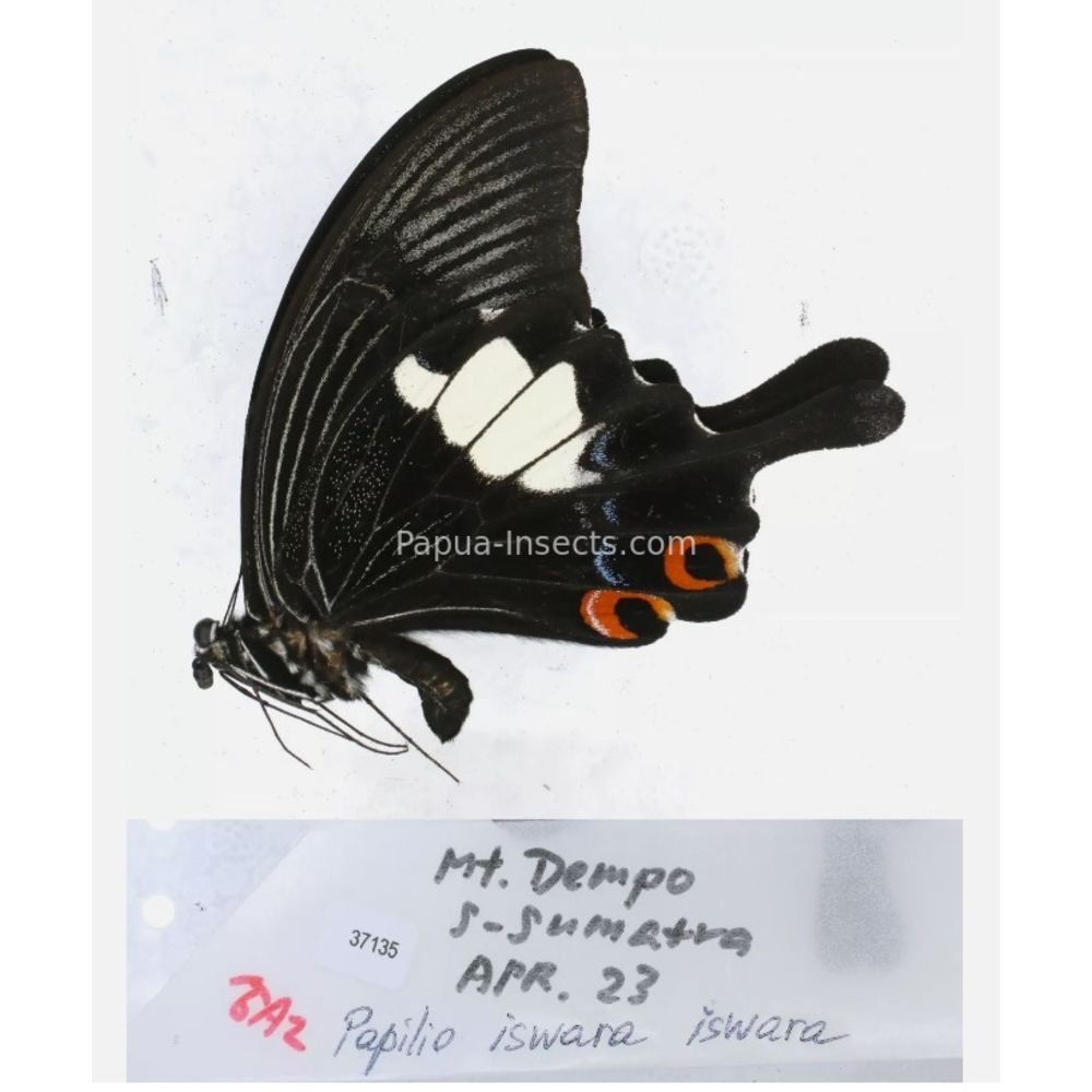 Papilio sp. Papilionidae from different islads of Indonesia