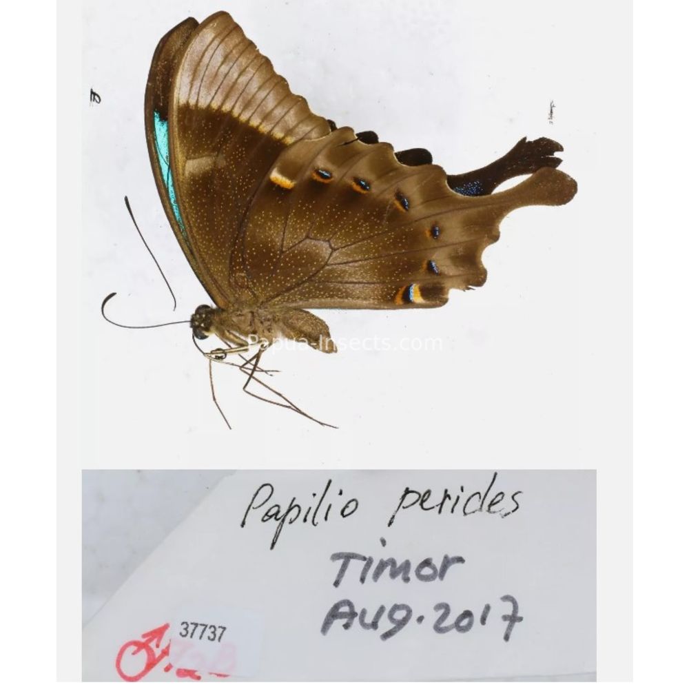 Papilio sp. Papilionidae from different islads of Indonesia