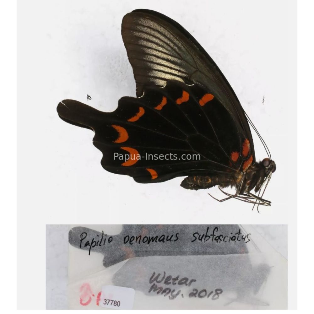 Papilio sp. Papilionidae from different islads of Indonesia