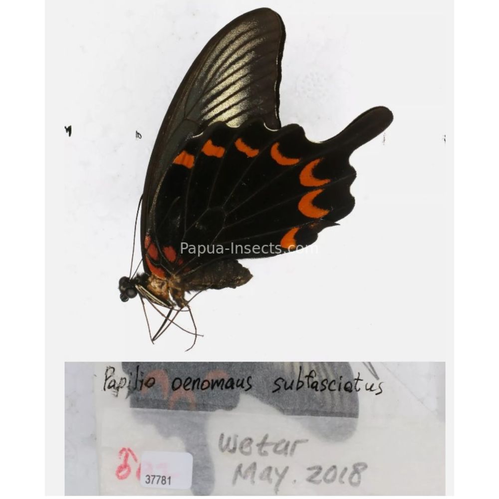 Papilio sp. Papilionidae from different islads of Indonesia