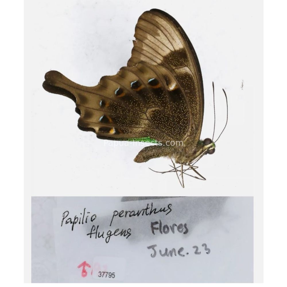 Papilio sp. Papilionidae from different islads of Indonesia