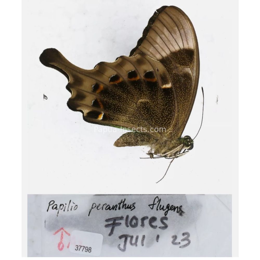 Papilio sp. Papilionidae from different islads of Indonesia