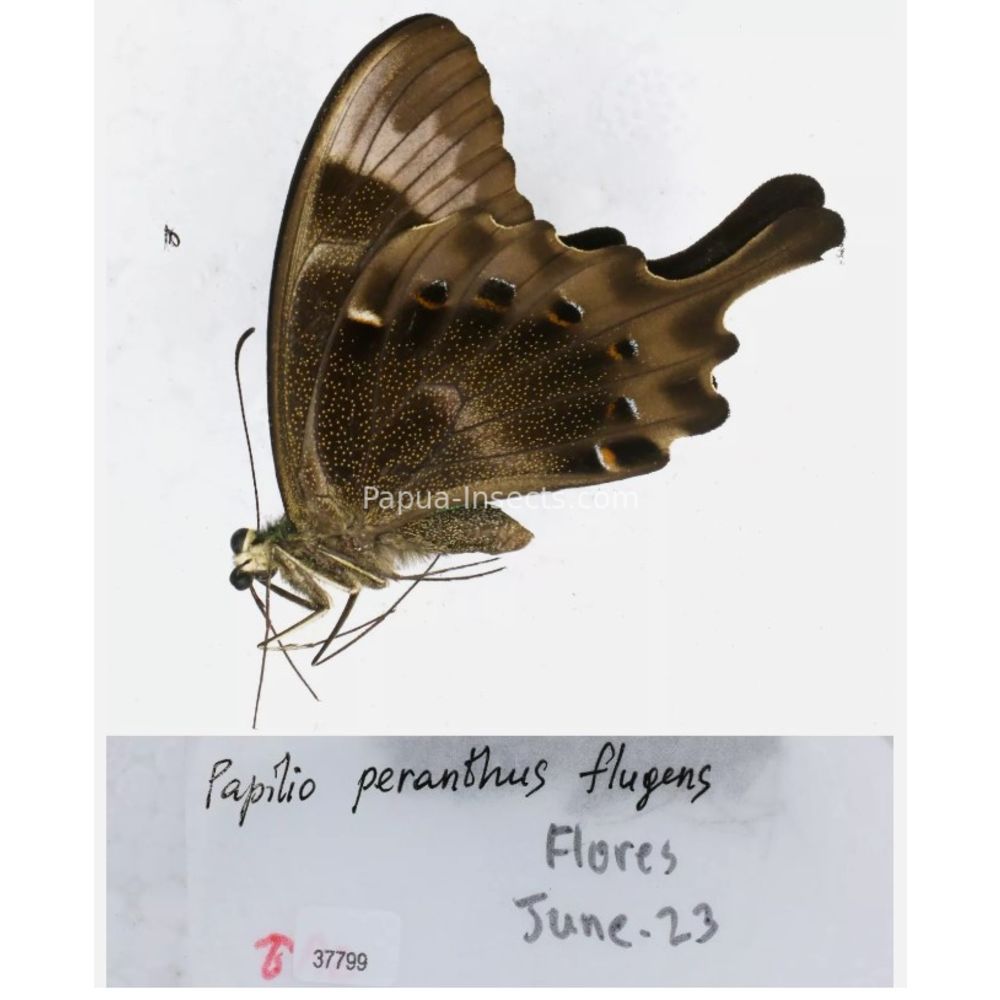 Papilio sp. Papilionidae from different islads of Indonesia