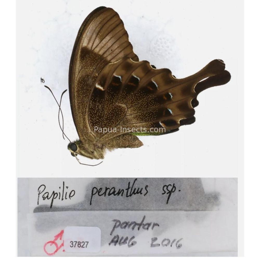 Papilio sp. Papilionidae from different islads of Indonesia