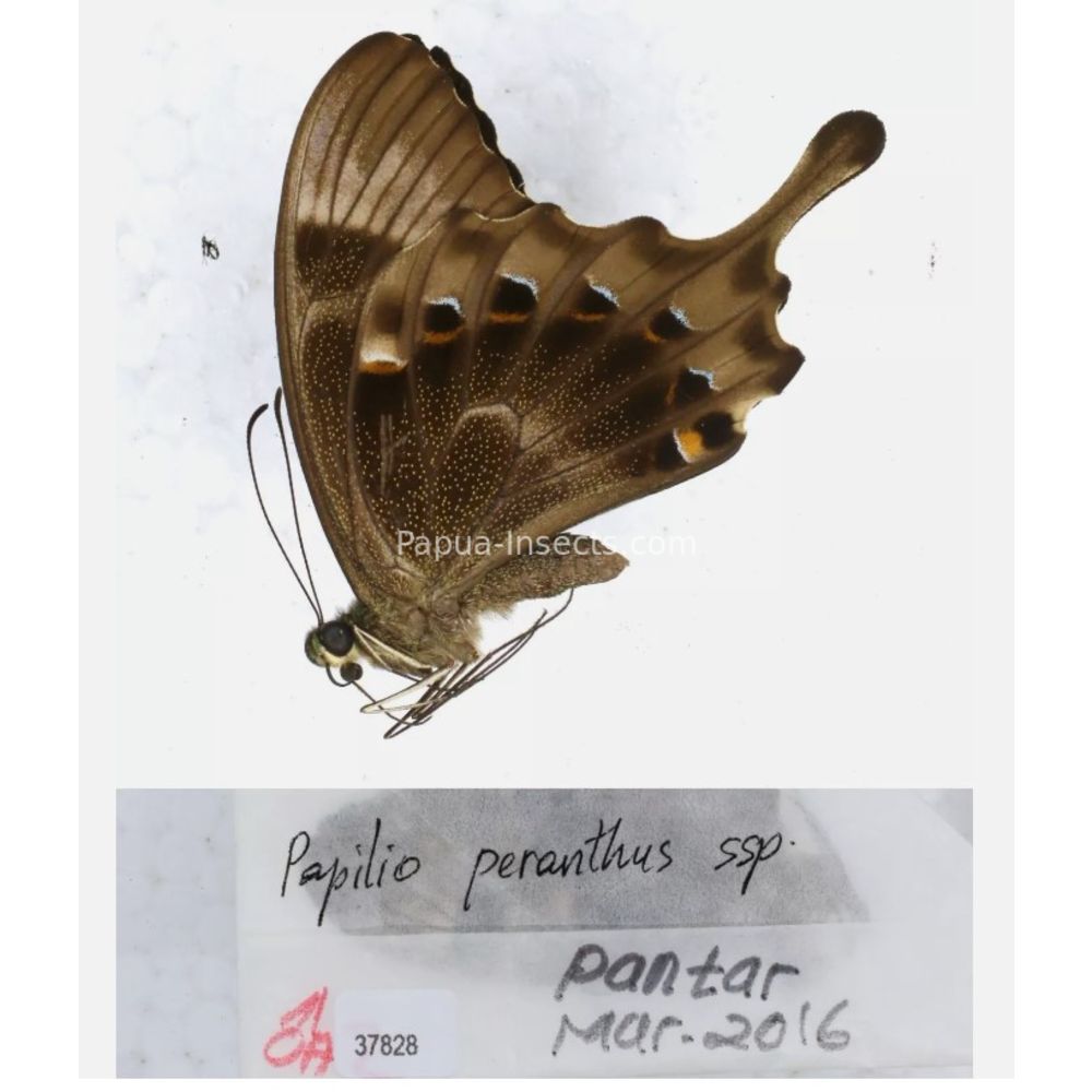 Papilio sp. Papilionidae from different islads of Indonesia