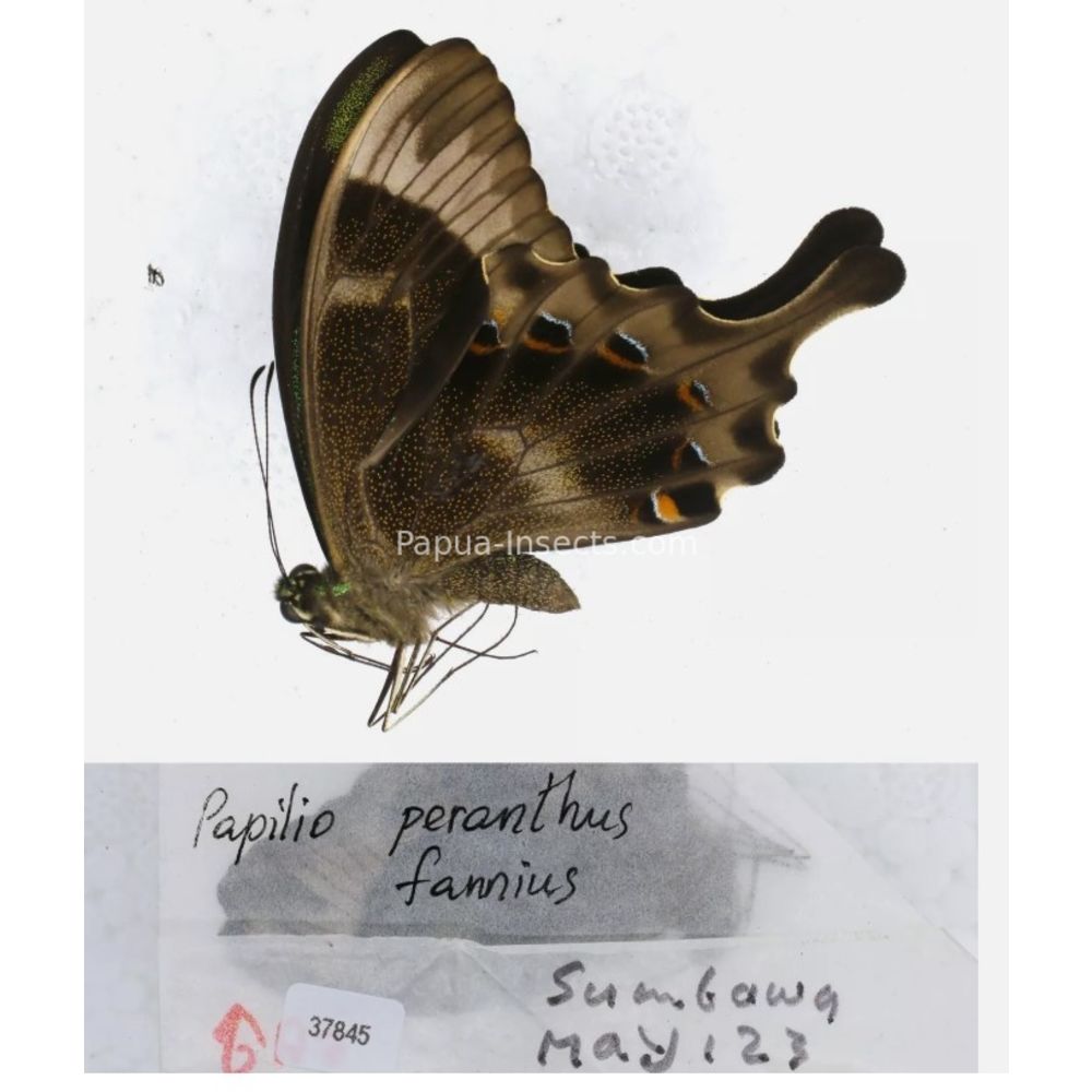 Papilio sp. Papilionidae from different islads of Indonesia