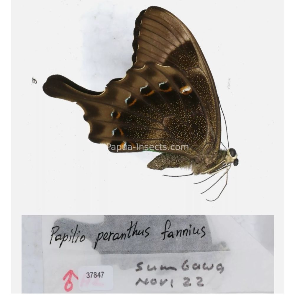 Papilio sp. Papilionidae from different islads of Indonesia