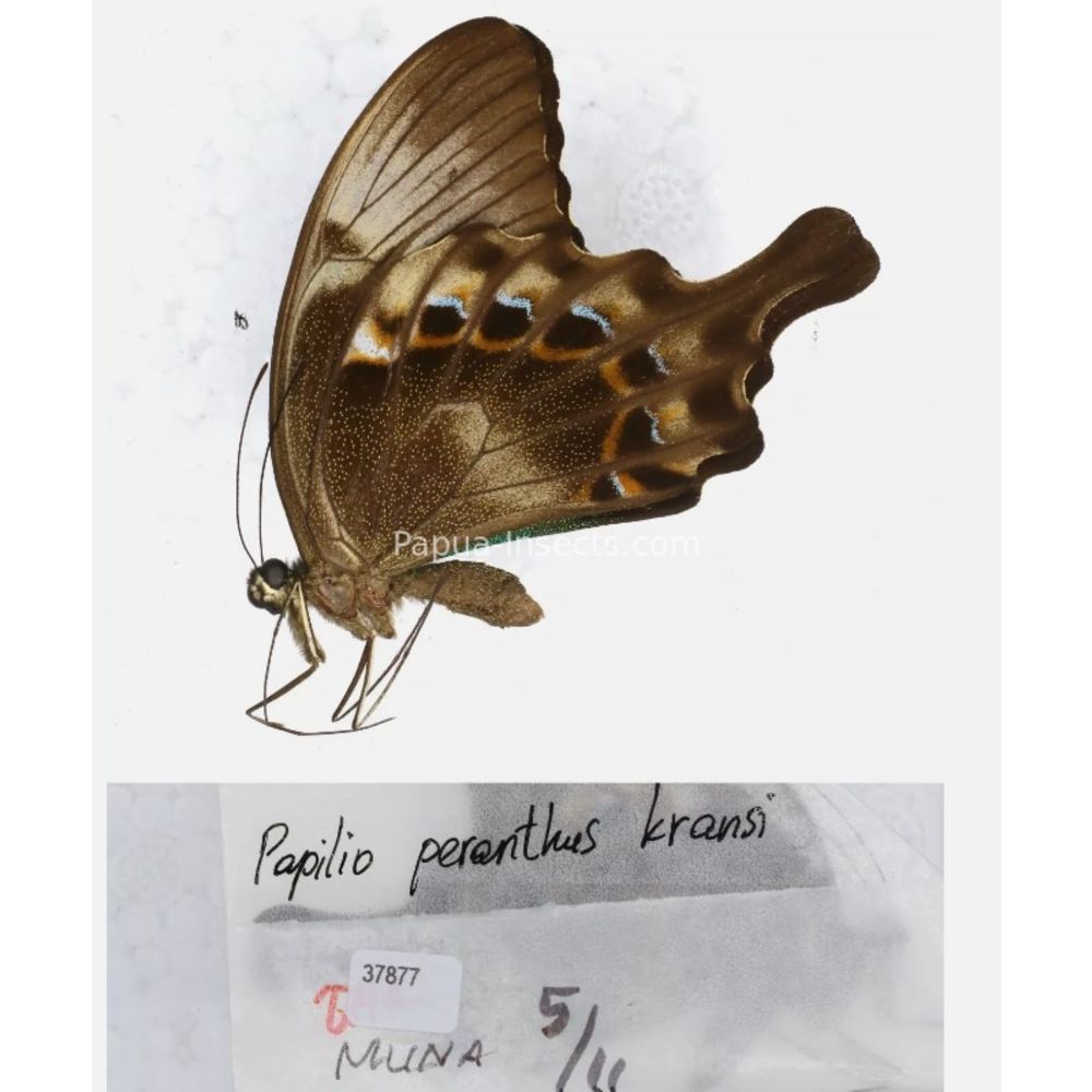 Papilio sp. Papilionidae from different islads of Indonesia