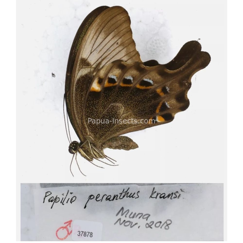 Papilio sp. Papilionidae from different islads of Indonesia