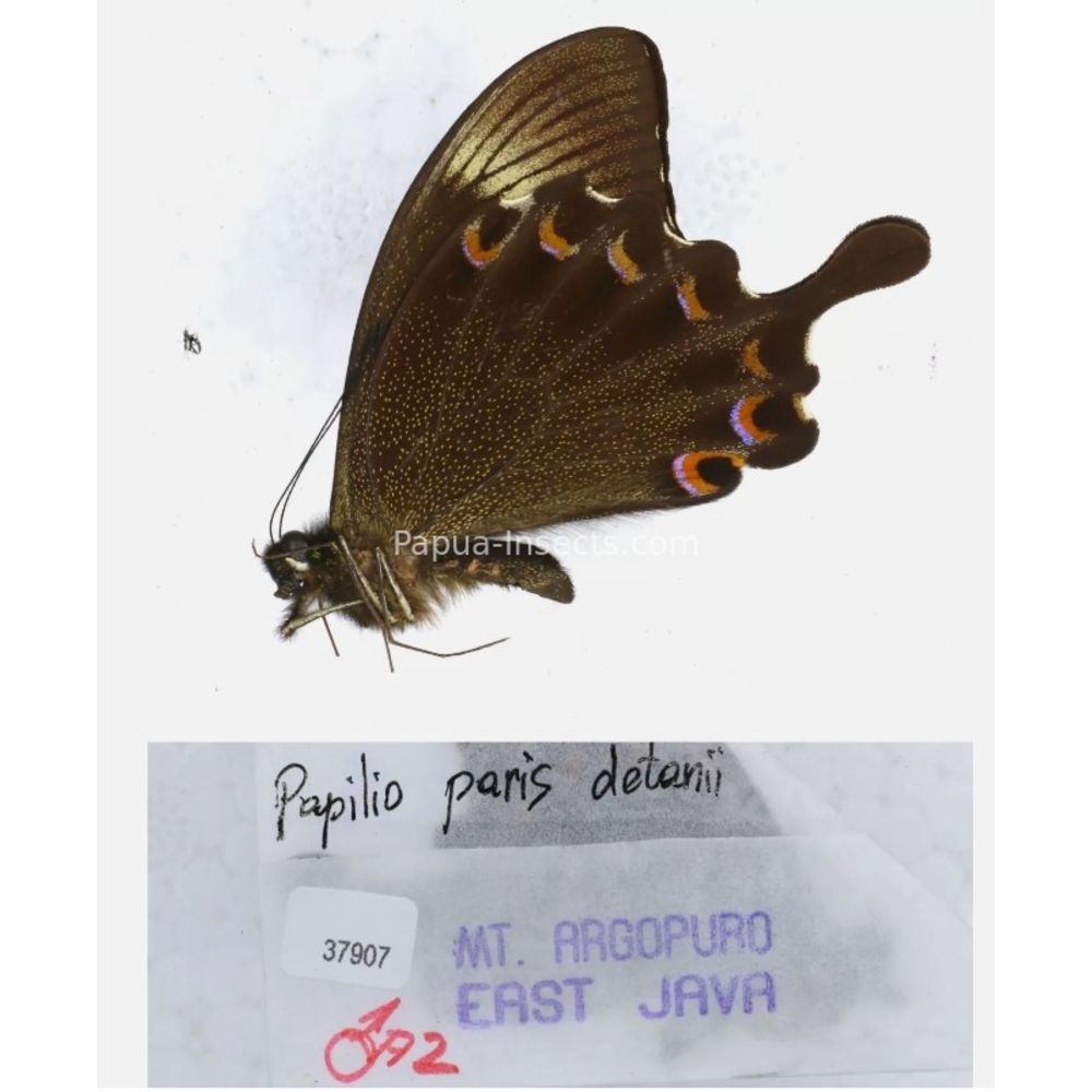 Papilio sp. Papilionidae from different islads of Indonesia