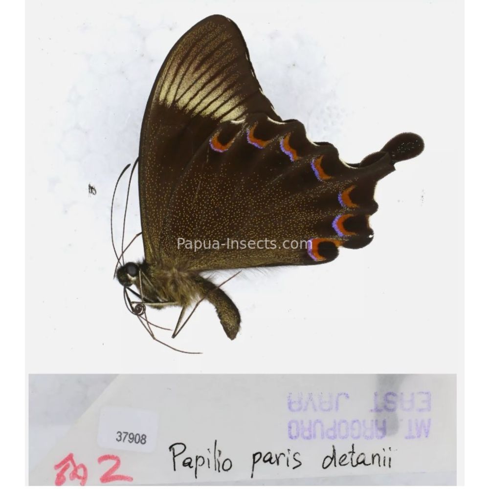 Papilio sp. Papilionidae from different islads of Indonesia