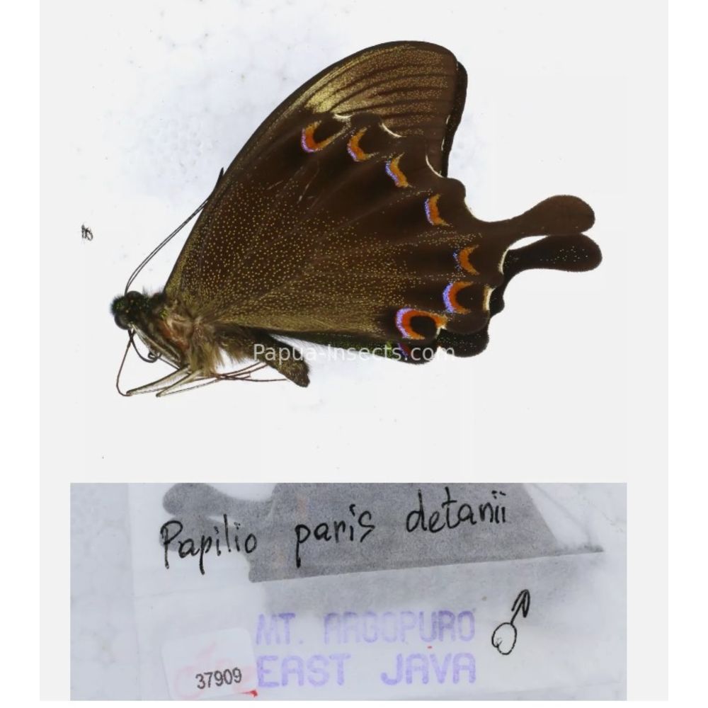 Papilio sp. Papilionidae from different islads of Indonesia